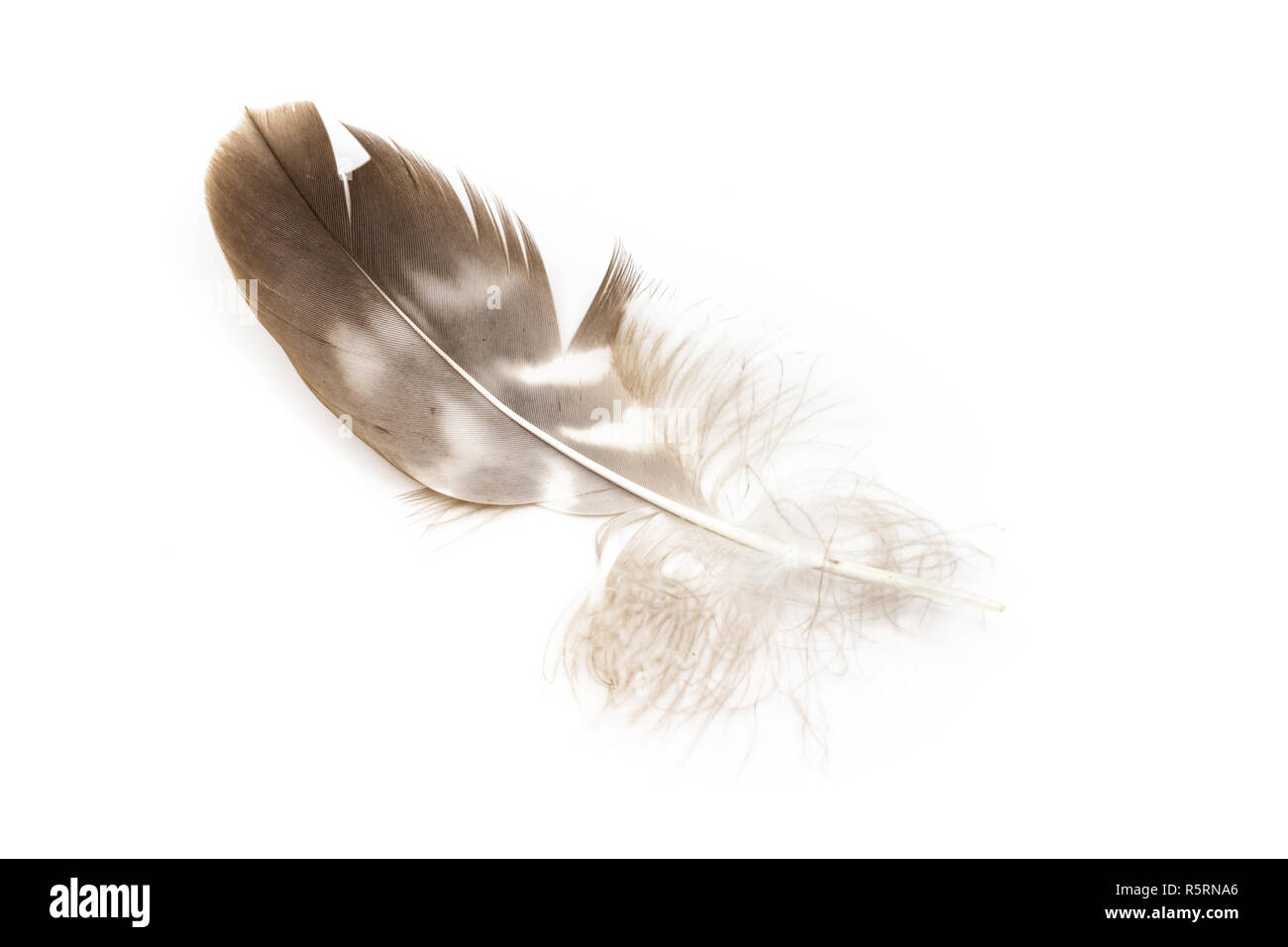 Buse variable Buteo buteo feather arrière isolated on white Banque D'Images