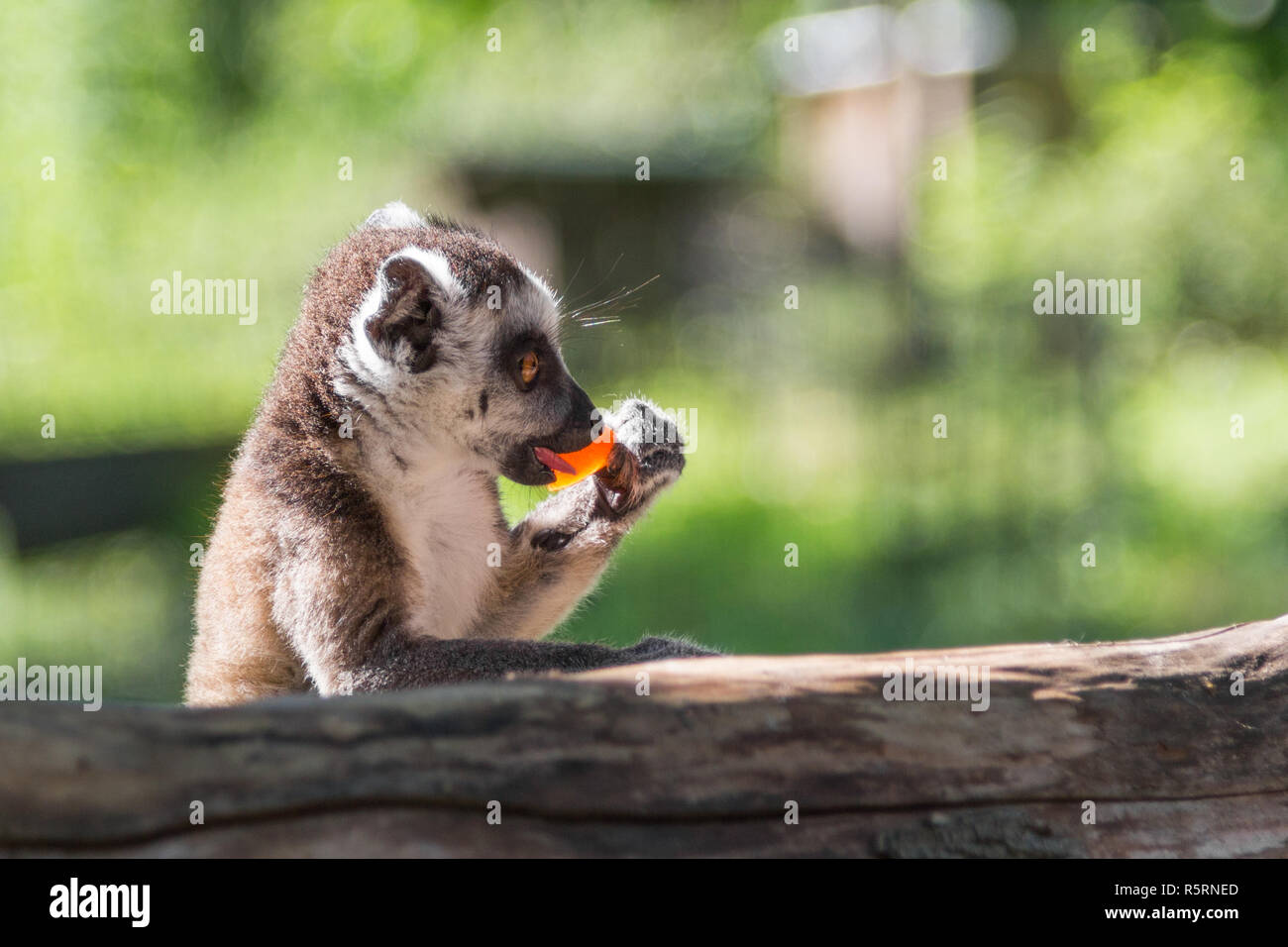 Untitled document (Lemur catta) manger son déjeuner au zoo de coude sur une branche comme un comptoir Banque D'Images