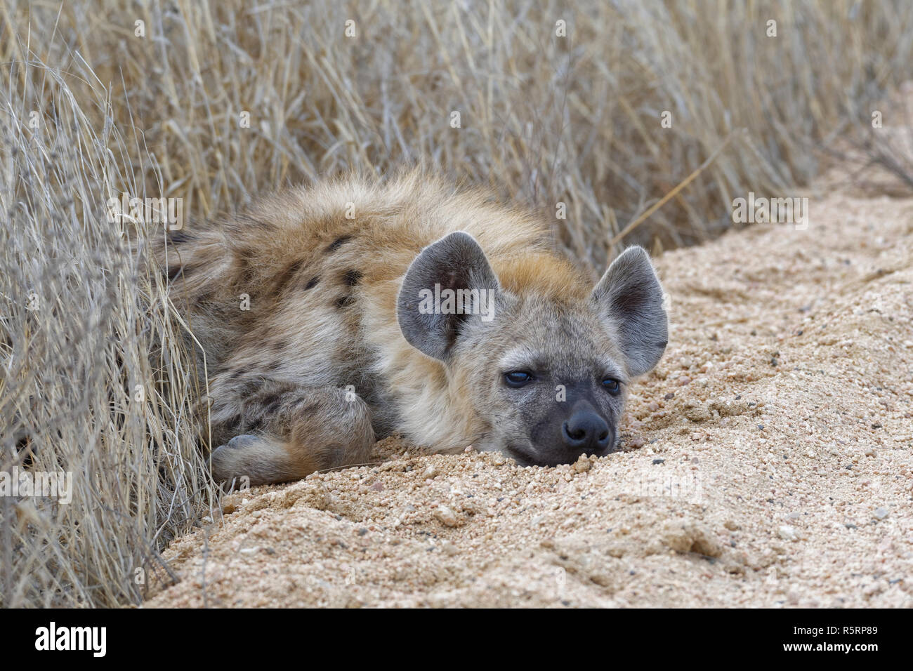Petit hyène qui rit Banque de photographies et d’images à haute résolution Page 5 Alamy