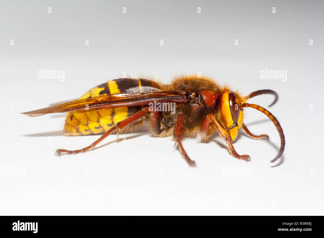 Grand vespa mandarinia hornet sur fond blanc Banque D'Images