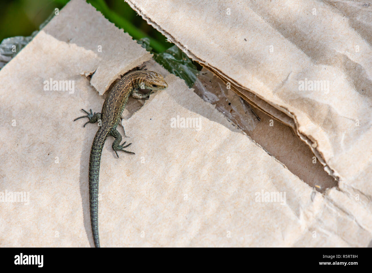 Lézard au soleil sur l'environnement issue.Common morceau de carton en parc national de Peak District, Derbyshire, Royaume-Uni.Les humains et la faune qui se chevauchent le territoire. Banque D'Images