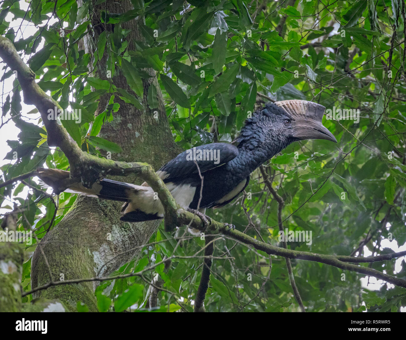 Le noir-et-blanc-casqued hornbill (Bycanistes subcylindricus), également connu sous le nom de calao à joues grises, Kibale Forest National, de l'Ouganda Banque D'Images