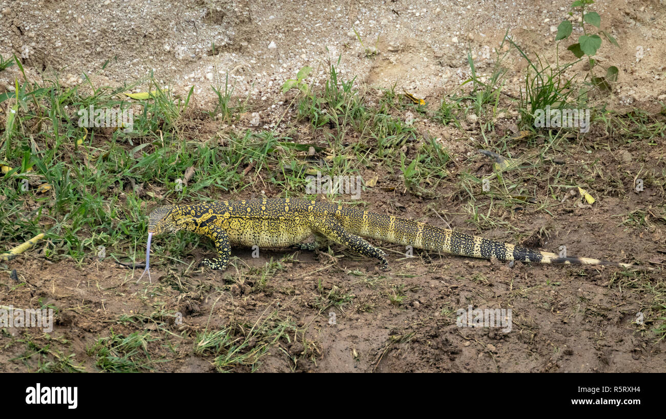 Le Varan du Nil (Varanus niloticus), au canal de Kazinga. Le Parc national Queen Elizabeth, en Ouganda, en Afrique de l'Est Banque D'Images