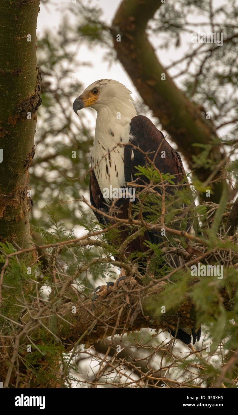 L'African fish eagle (Haliaeetus vocifer), au canal de Kazinga. Le Parc national Queen Elizabeth, en Ouganda, en Afrique de l'Est Banque D'Images