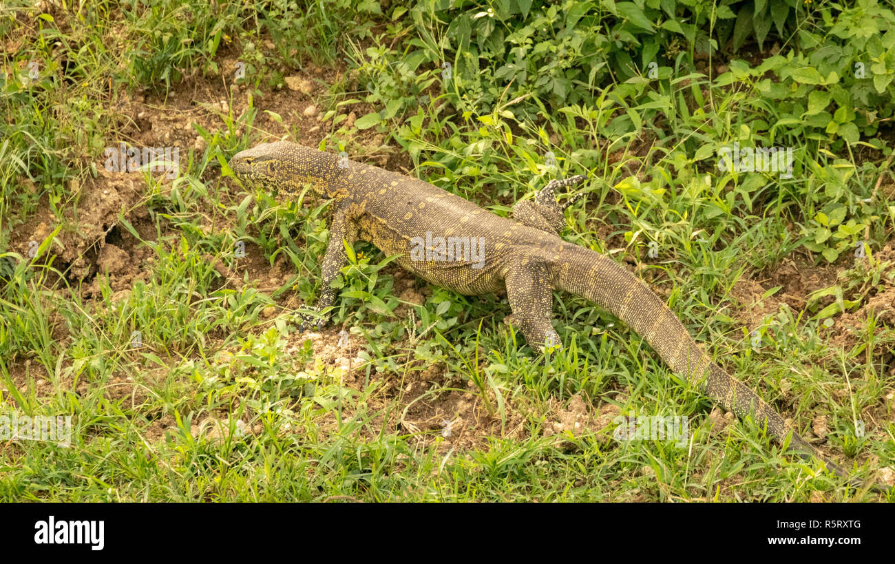 Le Varan du Nil (Varanus niloticus), au canal de Kazinga. Le Parc national Queen Elizabeth, en Ouganda, en Afrique de l'Est Banque D'Images