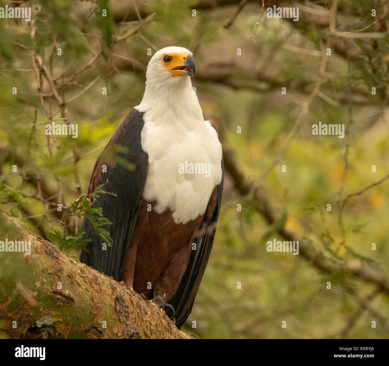 L'African fish eagle (Haliaeetus vocifer), au canal de Kazinga. Le Parc national Queen Elizabeth, en Ouganda, en Afrique de l'Est Banque D'Images