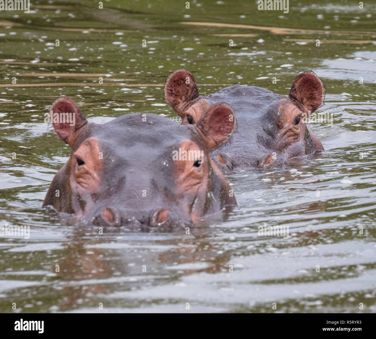 Hippopotame (Hippopotamus amphibius) au canal de Kazinga. Le Parc national Queen Elizabeth, en Ouganda, en Afrique de l'Est Banque D'Images