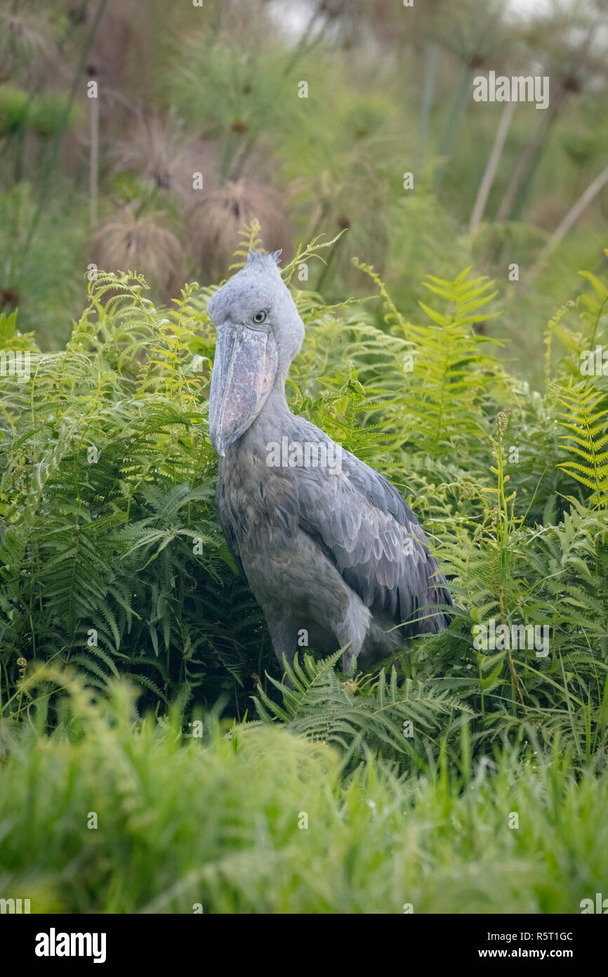 Shoebill ou Whalehead (Balaeniceps rex) dans les marais de Mabamba, Lac Victoria, Ouganda Banque D'Images