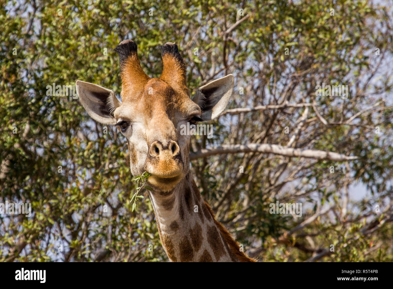 Portrait d'une girafe sauvage des grimaces dans Kruger Park, Afrique du Sud Banque D'Images