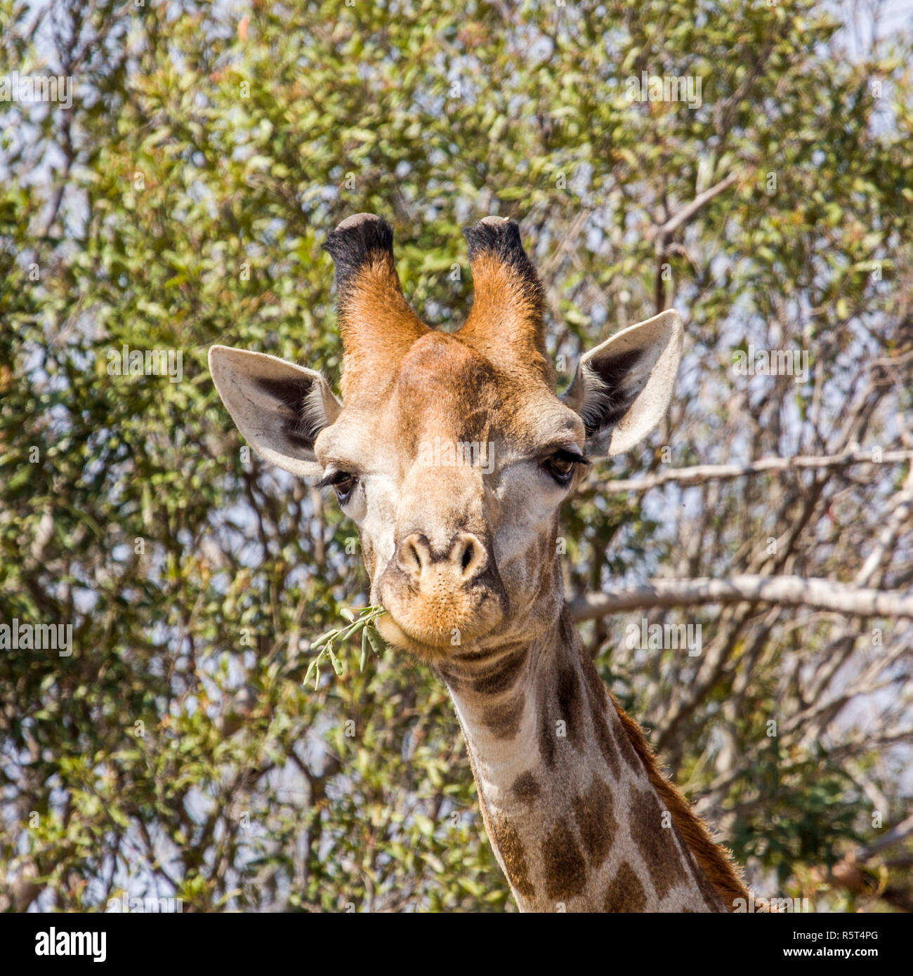 Portrait d'une girafe sauvage des grimaces dans Kruger Park, Afrique du Sud Banque D'Images