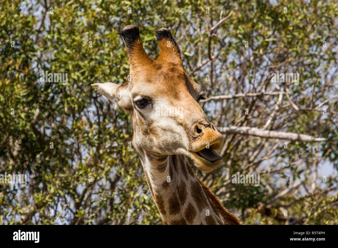 Portrait d'une girafe sauvage des grimaces dans Kruger Park, Afrique du Sud Banque D'Images