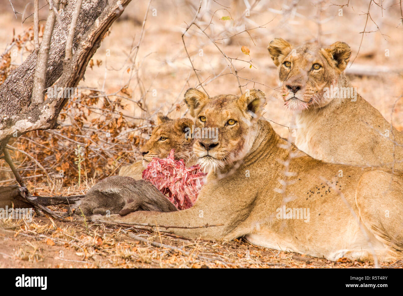 Troupeau de lions et des bébés de manger une proie dans Kruger Park, Afrique du Sud Banque D'Images