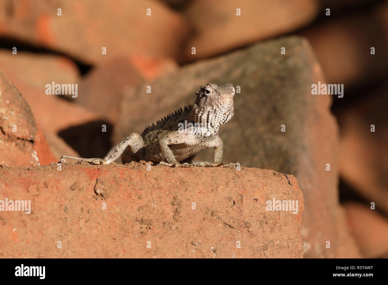 Des lézards et des reptiles au Sri Lanka Banque D'Images