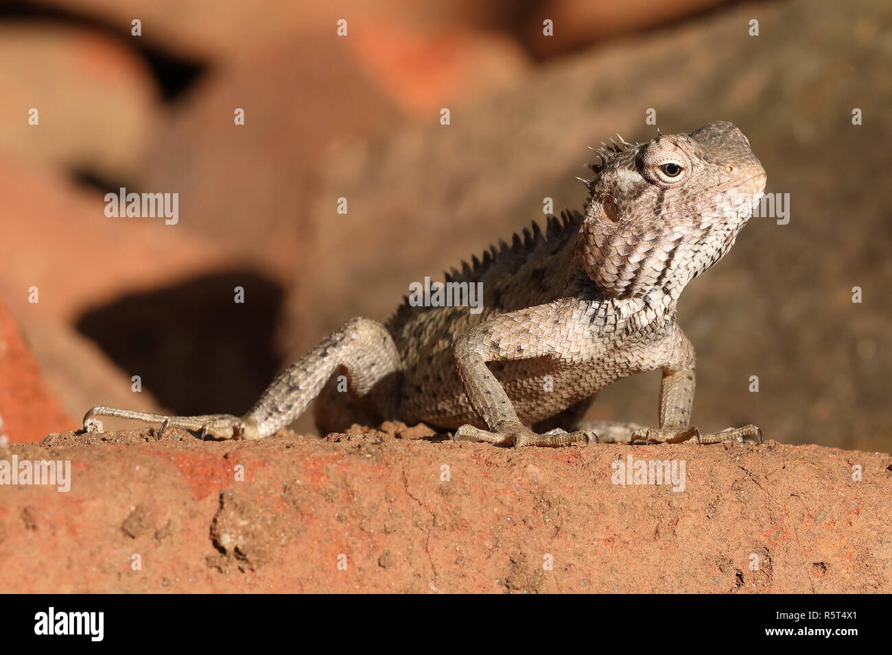 Des lézards et des reptiles au Sri Lanka Banque D'Images