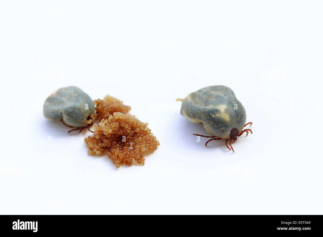 Deux Ponte Des Oeufs De Tiques Les Tiques Photo Stock Alamy