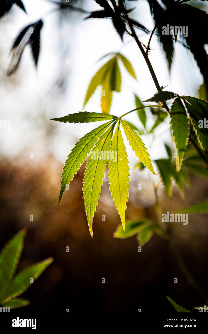 Plante de cannabis avec la lumière du soleil sur la prairie Banque D'Images