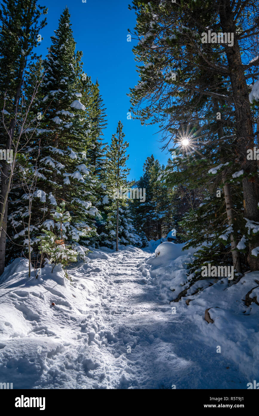Sentier de randonnée de la forêt en hiver Banque D'Images