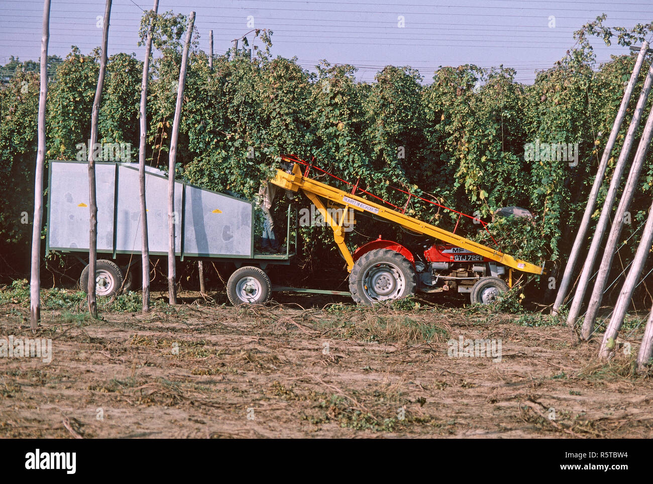 Hop Harvest Machine automatique pour la cueillette du houblon Kent Banque D'Images