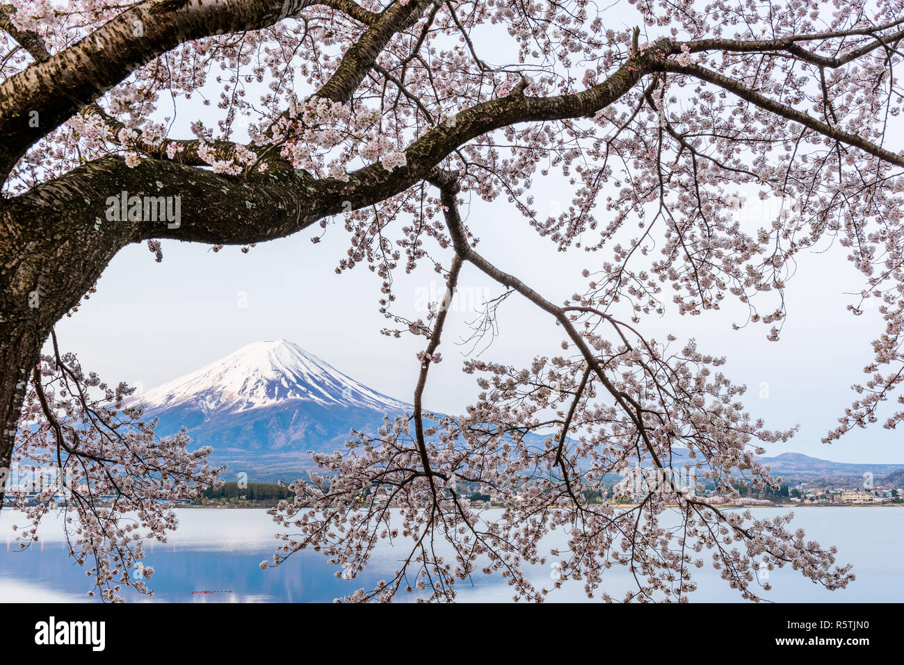 Le lac Kawaguchi, le Japon à Mt. Fuji dans la soirée au cours du printemps. Banque D'Images