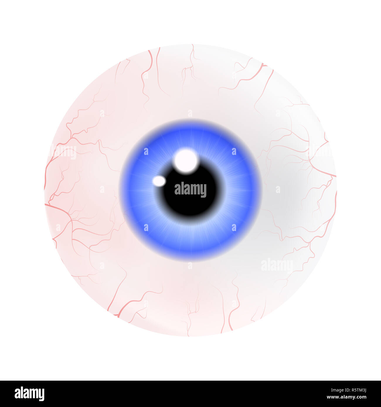 Image de l'œil humain réaliste ball avec des élève, iris. Vector illustration isolé sur fond blanc. Banque D'Images
