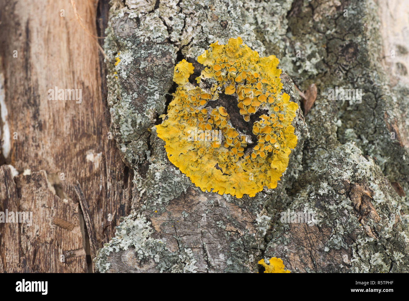 Orange commun, lichen Xanthoria parietina sur tronc d'arbre peuplier Banque D'Images