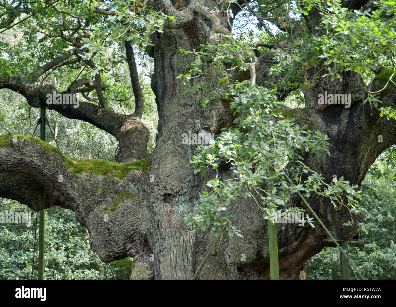 Nottingham Forest Banque D'Images