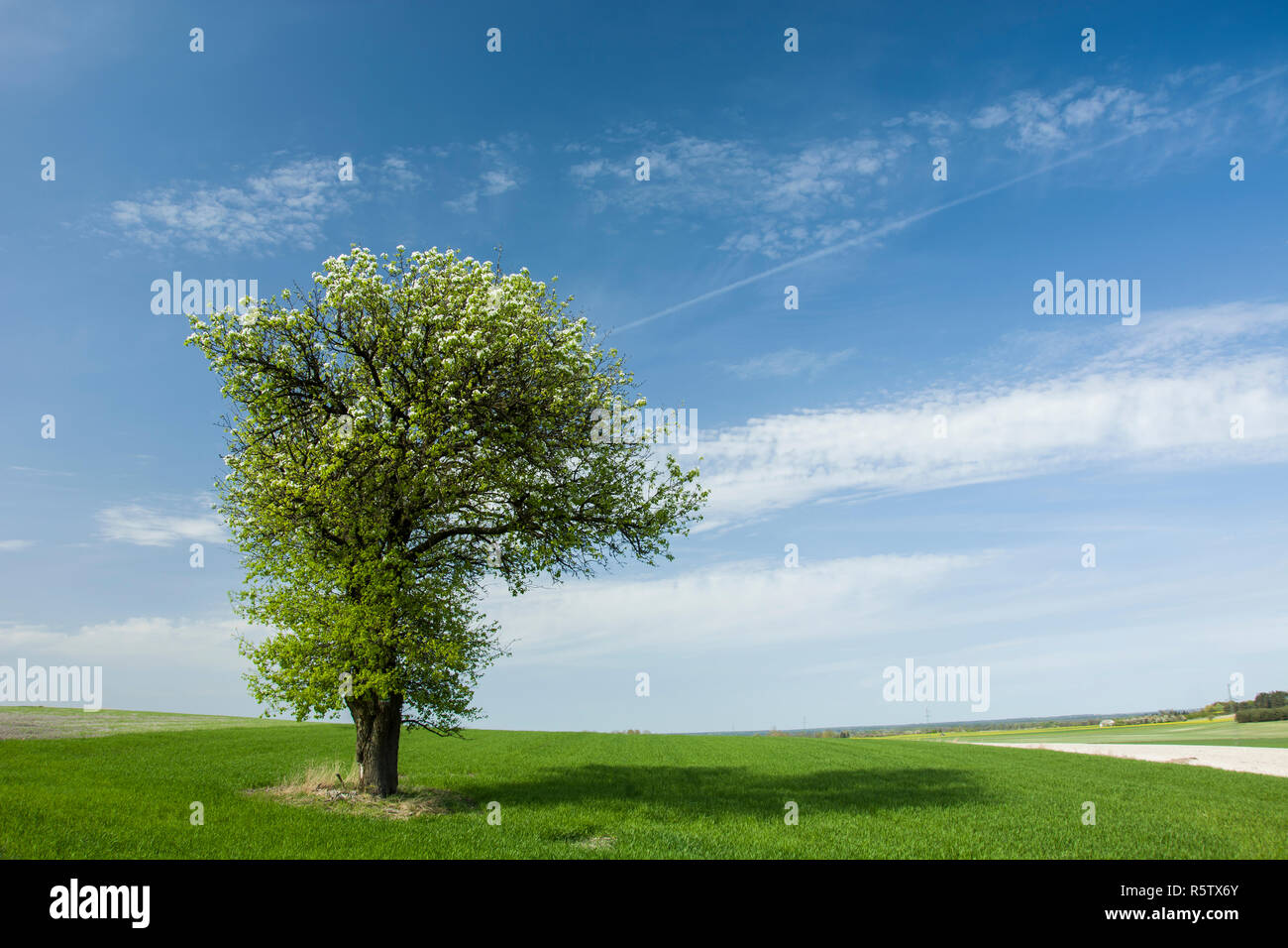Grand arbre à feuilles caduques florissant dans un champ vert, d'horizon et les nuages sur ciel bleu Banque D'Images
