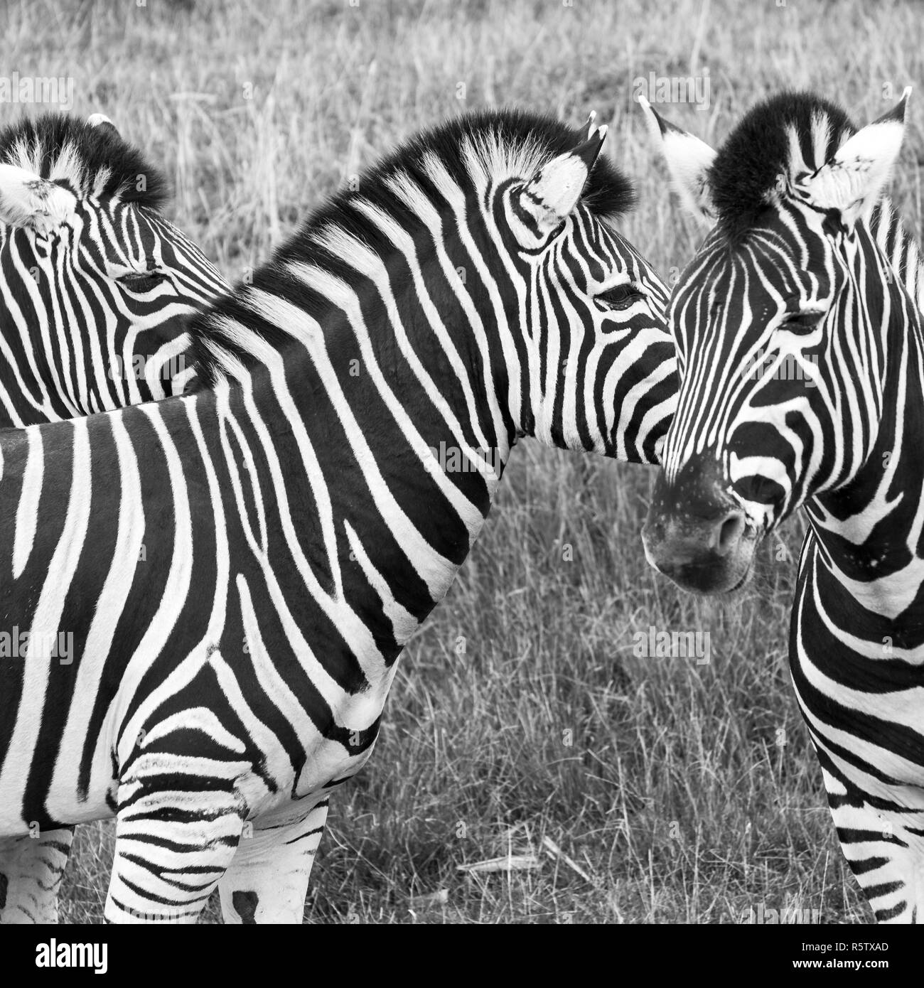 Trois noir et blanc à rayures des zèbres de Chapman, photographié en monochrome à Port Lympne Safari Park, Ashford, Kent UK Banque D'Images