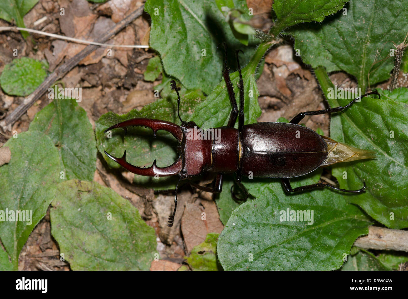 Stag Beetle géant, Lucanus elaphus, homme Banque D'Images