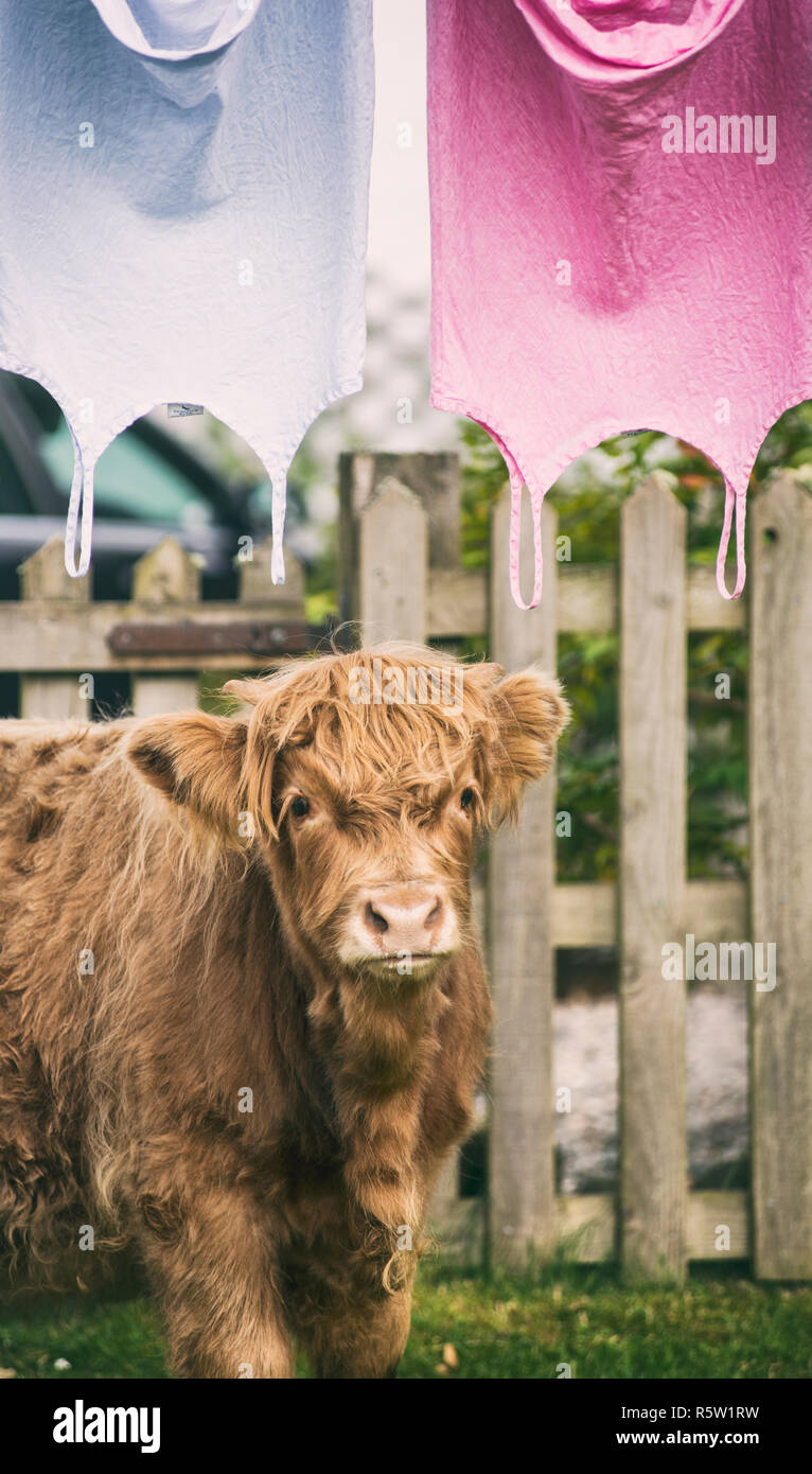 Highland cow debout à côté d'un lave-linge séchant sur ligne, Île de Skye, Écosse Banque D'Images