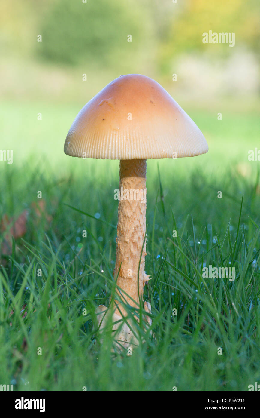 L'Amanita crocea, Orange Grisette, champignons, toadstool, champignons, Ebernoe 2 Park Lane, Sussex, octobre Banque D'Images