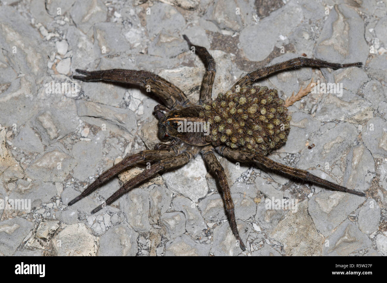 Wolf Spider, Tigrosa sp., avec de jeunes femmes Banque D'Images