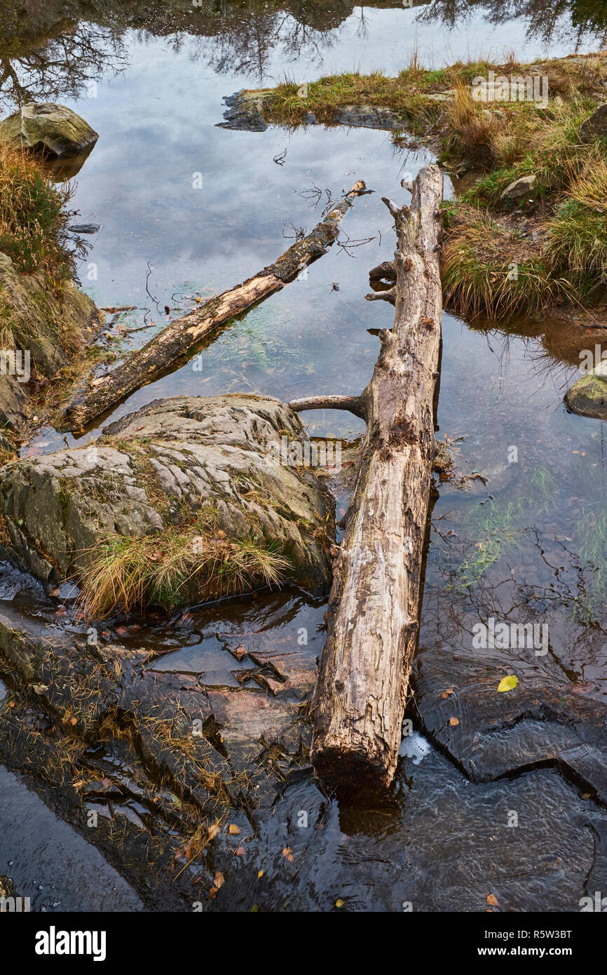Deux pièces d'old dead tree, qui sont tombés dans une rivière entourée de rochers Banque D'Images