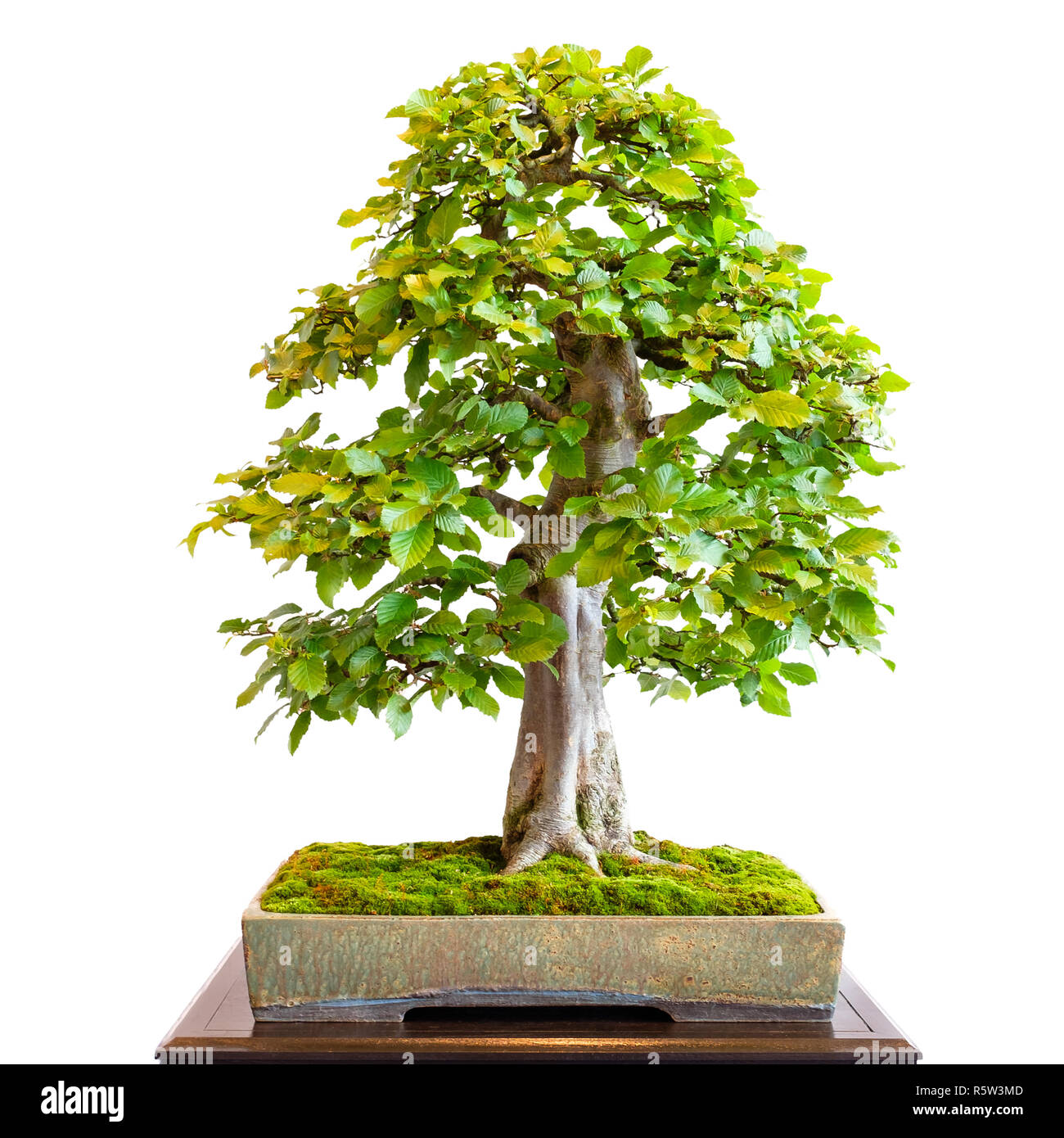 Vieux charme (carpinus betulus) comme bonsaï arbre avec tronc puissant  Photo Stock - Alamy