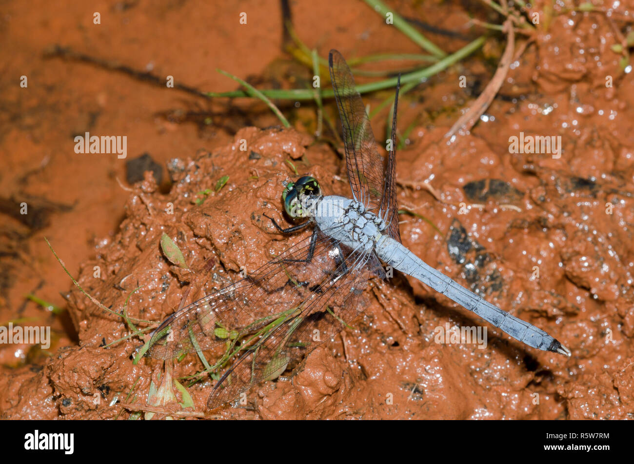 Erythemis simplicicollis Pondhawk, Orientale, homme Banque D'Images