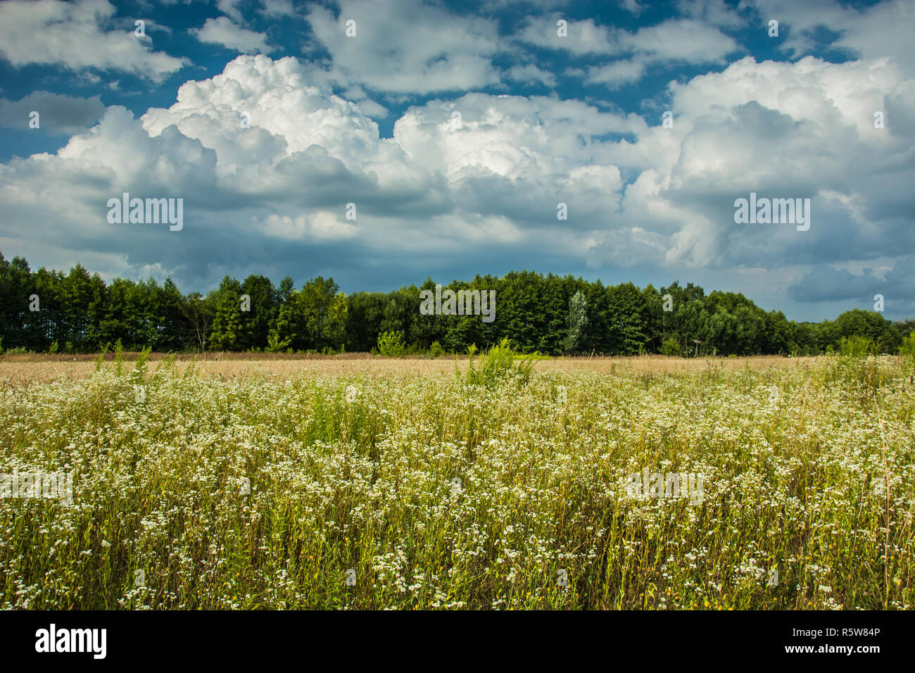 Fleurs sauvages dans la prairie en face de la forêt, les nuages blancs sur le ciel bleu Banque D'Images