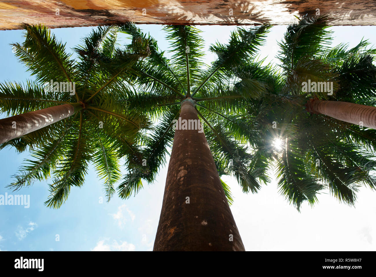 Royal Palm arbres provenant de l'angle ci-dessous. Détails tropical dans la vieille ville de Cartagena de Indias, Colombie. Oct 2018 Banque D'Images