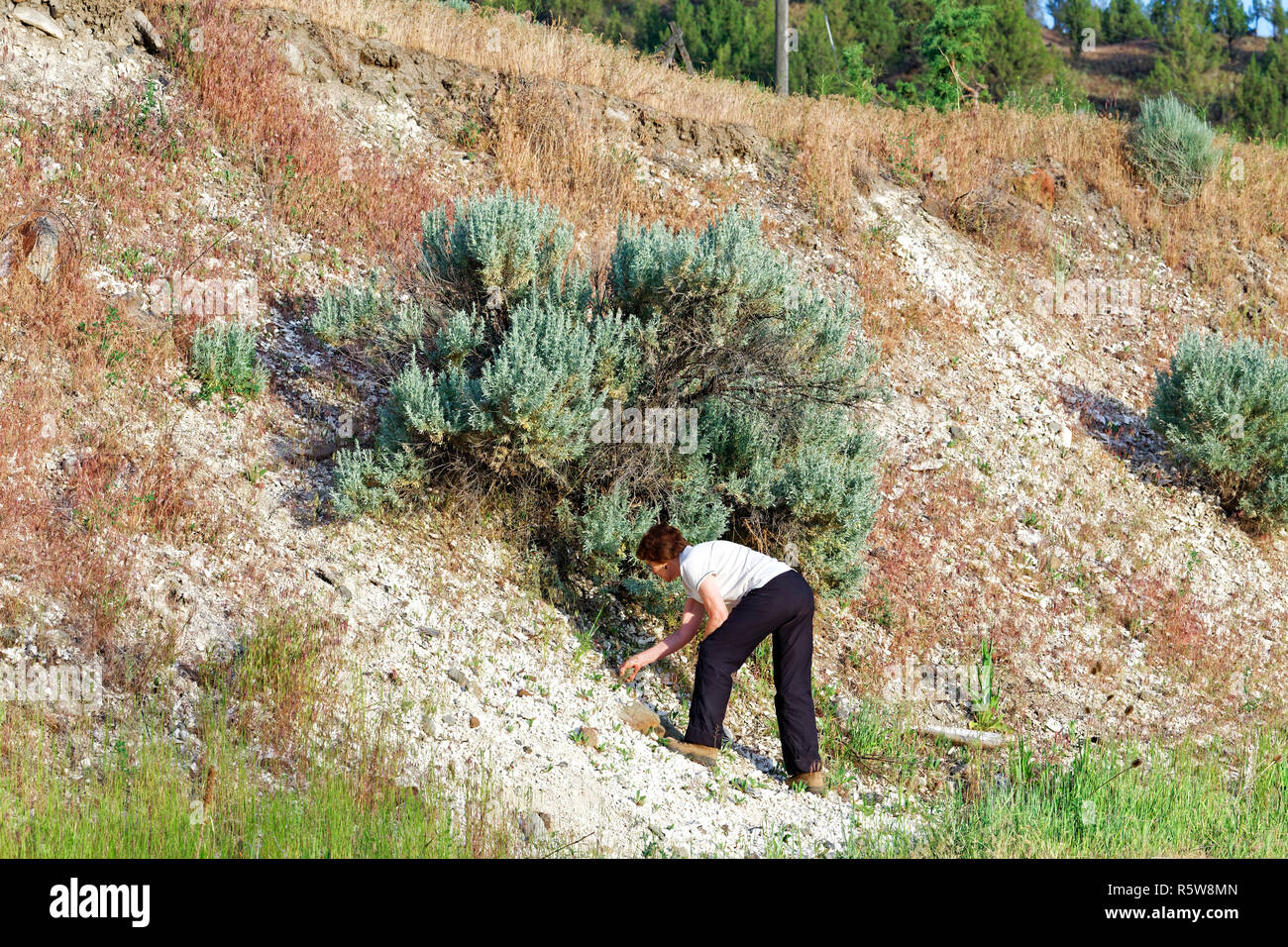 42 892,03462 femme à la recherche de fossiles et de prospection rockhounding, rock dans une collecte de chasse du chemin de cendres volcaniques blanches coupe de route-bank dans l'Oregon, USA Banque D'Images