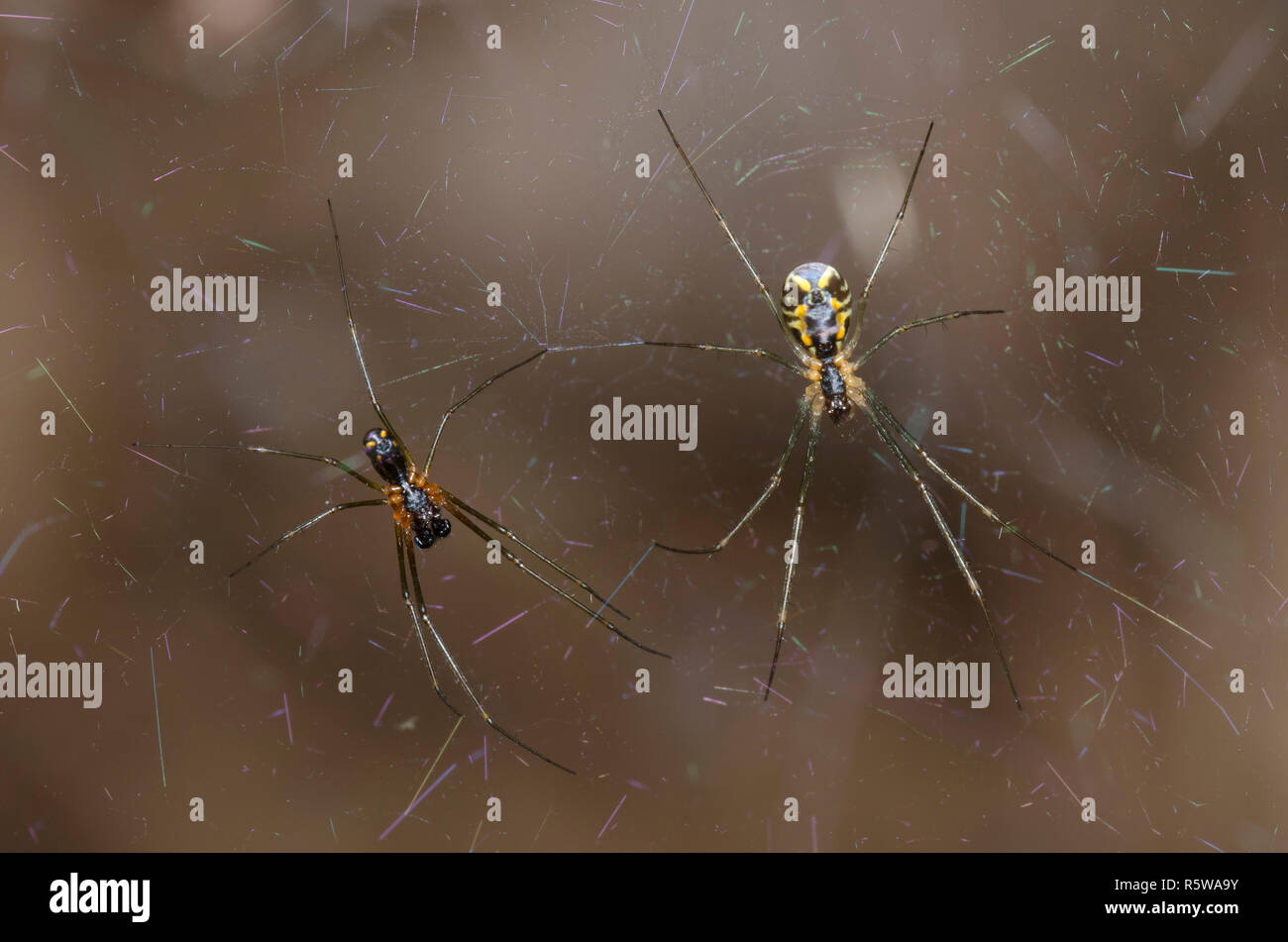 Les araignées, sous-famille Linyphiinae Sheetweb, hommes et femmes cohabitant Banque D'Images