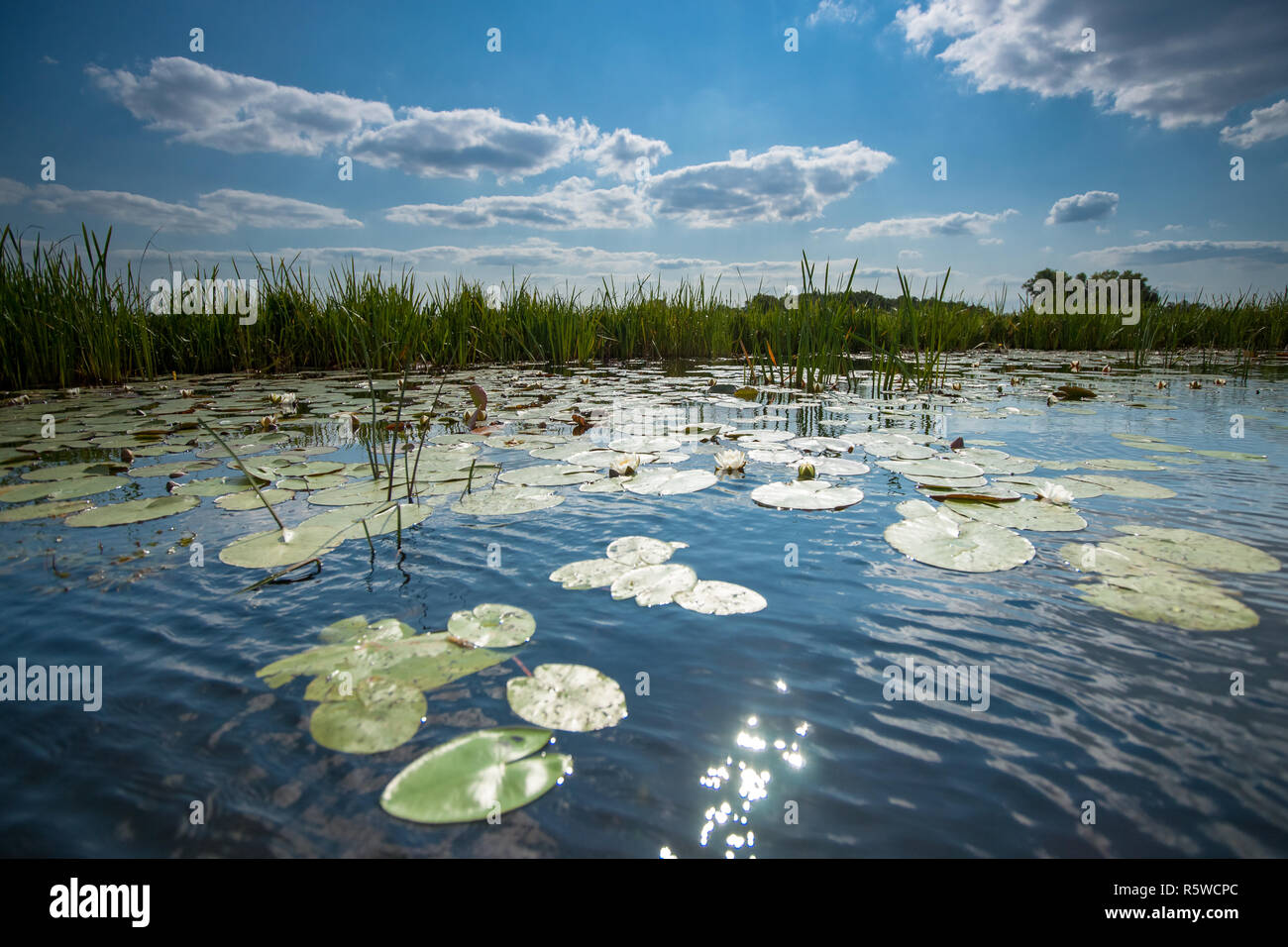 Les nénuphars avec des feuilles vertes qui flottent à la surface de l'eau en miroir d'un canal d'eau dans les polders néerlandais sous un ciel bleu avec des nuages blancs Banque D'Images