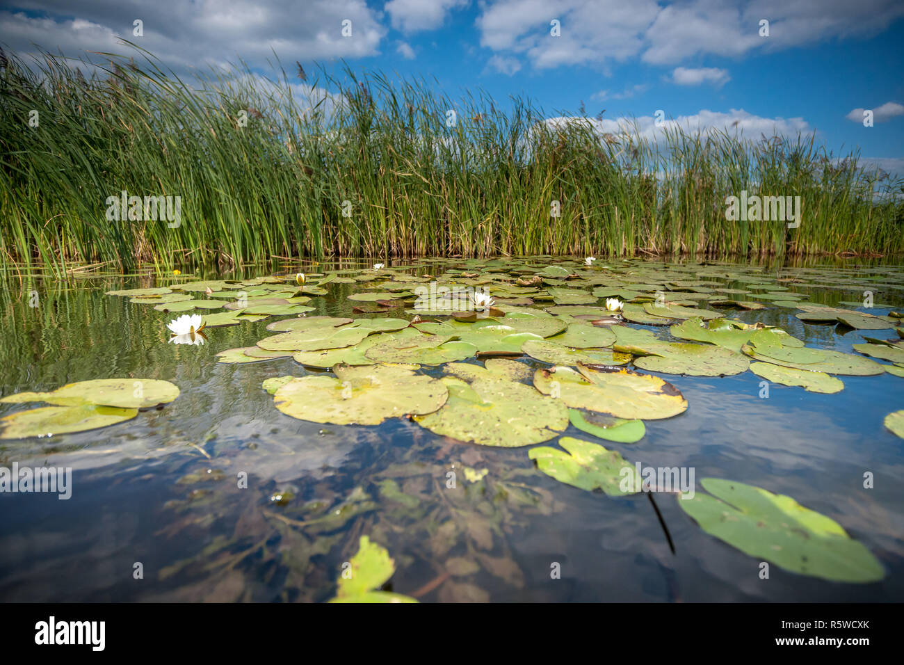 Les nénuphars avec des feuilles vertes qui flottent à la surface de l'eau en miroir d'un canal d'eau dans les polders néerlandais sous un ciel bleu avec des nuages blancs Banque D'Images