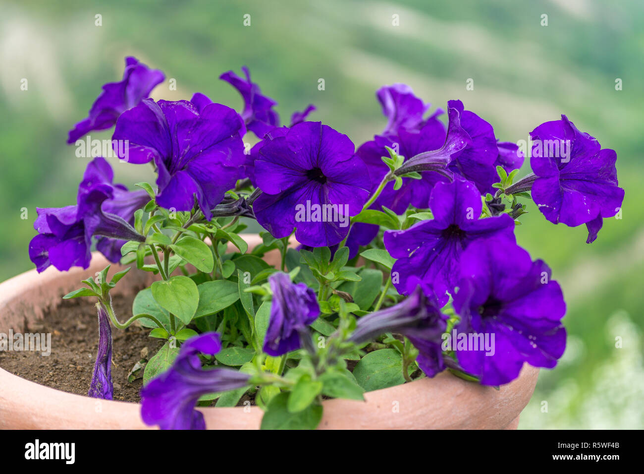 Close-up de couleur violette fleurs de pétunias Banque D'Images