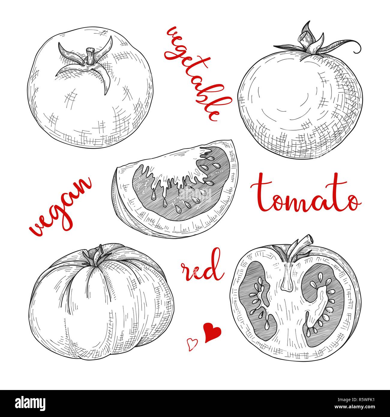 Croquis de tomates. Les tomates isolé sur fond blanc. Vector Illustration de Vecteur