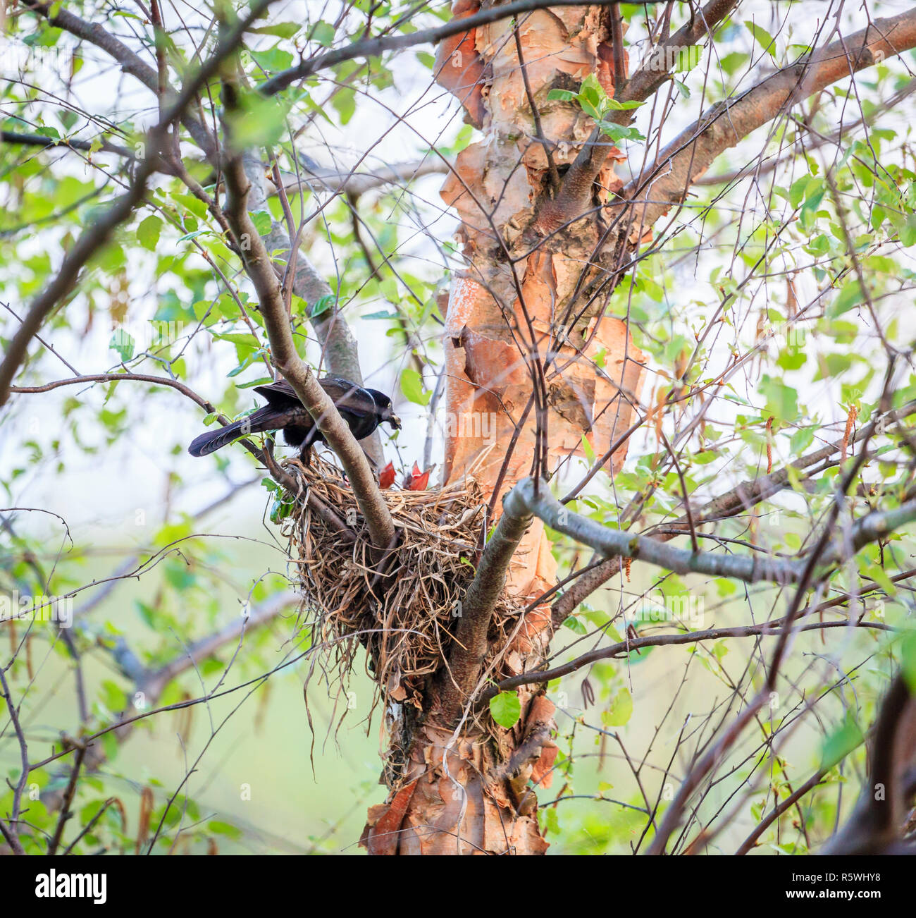 Un oiseau nourrissant ses petits dans le nid Banque D'Images