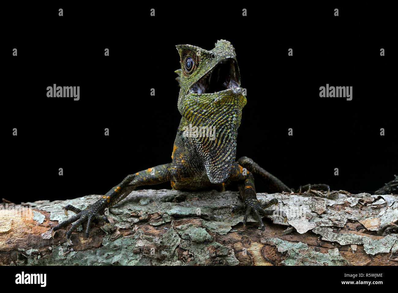 Portrait d'une colère Boyd's Forest dragon, Indonésie Banque D'Images