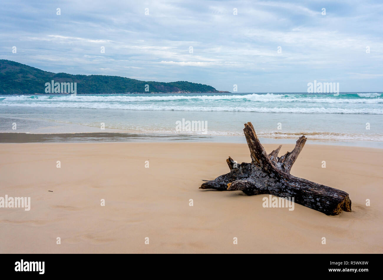 Tronc d'arbre cassé sur la plage de Lopes Mendes, Ilha Grande, Brésil Banque D'Images