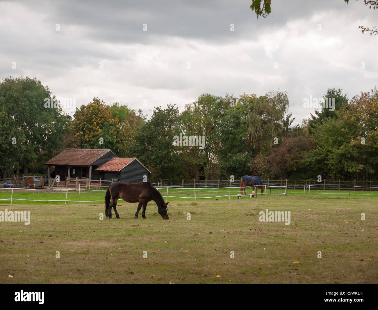 Cheval brun noir mange de l'herbe dans le champ pays pas de personnes Banque D'Images