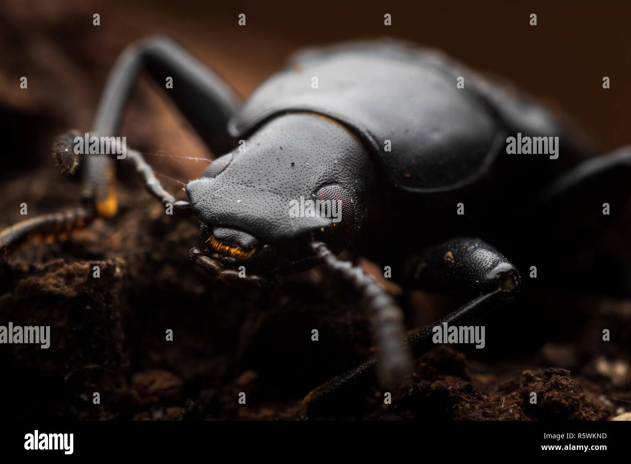 Les dents en or d'une beetle bug noir Banque D'Images