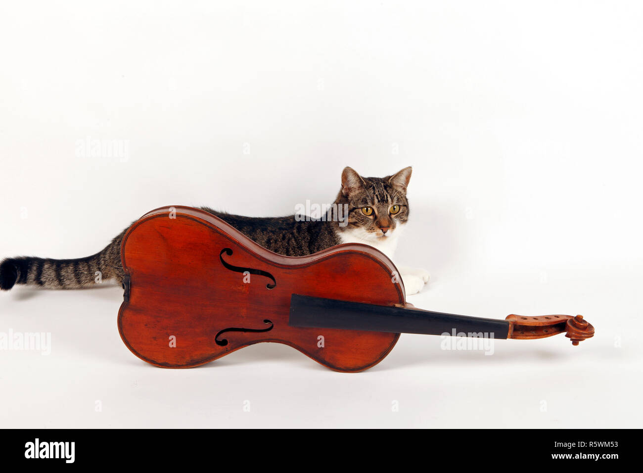 Ancien corps de violon en forme de poire avec un chat tabby et blanc  derrière Photo Stock - Alamy