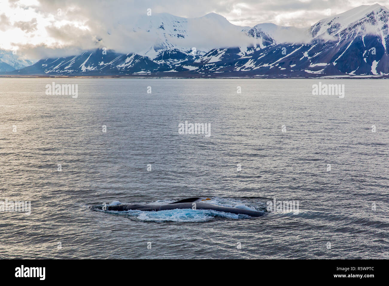 Des profils rorqual bleu, Balaenoptera musculus, sous-alimentation de surface au large de la côte ouest du Spitzberg, archipel du Svalbard, Norvège. Banque D'Images